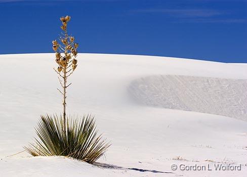 White Sands_32003.jpg - Photographed at the White Sands National Monument near Alamogordo, New Mexico, USA.
